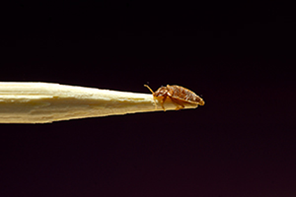 bed bug on the tip of a pencil on a black background