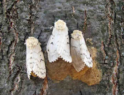 Gypsy moth on a tree bark