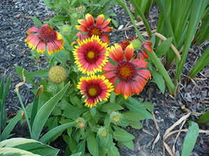 Blanket flowers