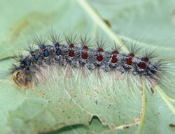 Gypsy moth larva on a green leaf