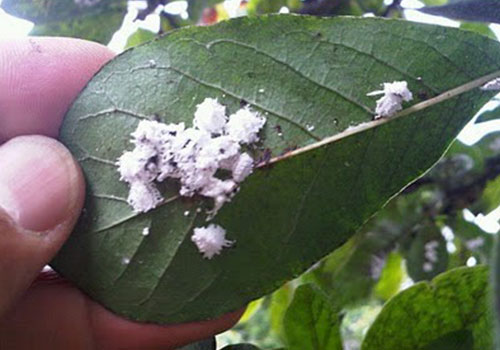 close up of magnolia scale on green leaf