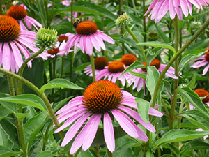 Purple Cone flowers