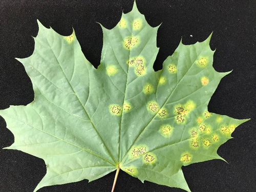 early yellow tar spots on maple tree leaf on black background