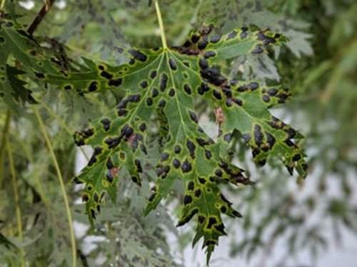 Tar spot disease on maple tree leaves