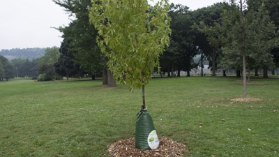 Planted tree with watering bag