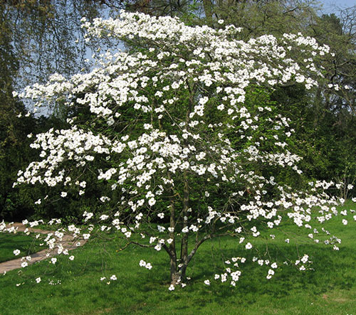 Planted Eastern Flowering Dogwood with white flowers