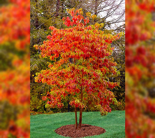 Planted Sassafras with red leaves