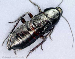Waterbug / Black Beetle Cockroach