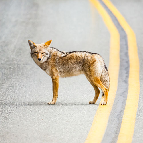 Wildlife in the city of Hamilton