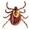 Adult Female American Dog Tick