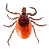 Adult Female Blacklegged Tick