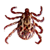 Adult male American Dog Tick