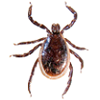 Adult Male Blacklegged Tick