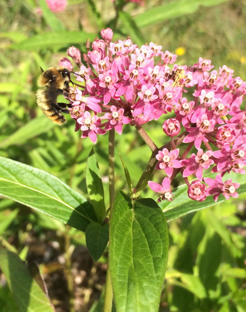 Close up of a red belted bumble bee on pink flowers