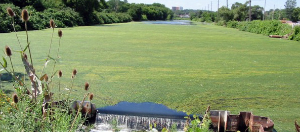 Algae bloom at Desjardins Canal