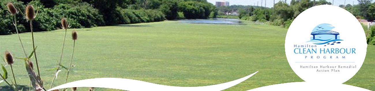 Creek/body of water covered with green algae