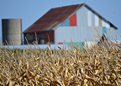 Ward 15: Farmer's field and barn in rural Flamborough