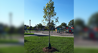 Newly planted tree in a park