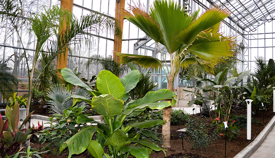Inside of plants in Gage Park Tropical Greenhouse