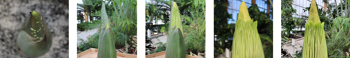 Snapshots of growth progress of Corpse Flower Corm