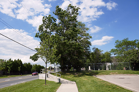 Sidewalk, with grass trees and cemetery