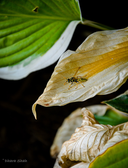 bee on a flower pedal