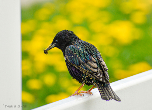 bird on a fence