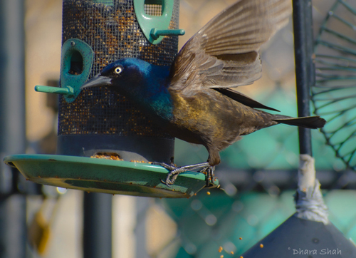 bird on a birdfeeder