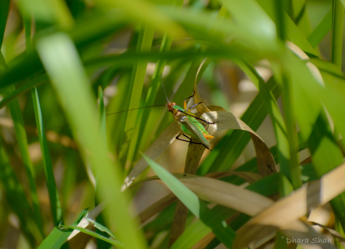 insect on a leaf