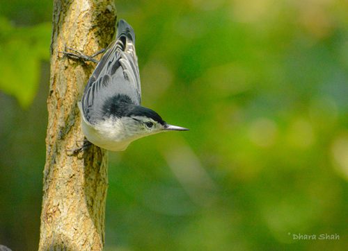 bird on a tree limb