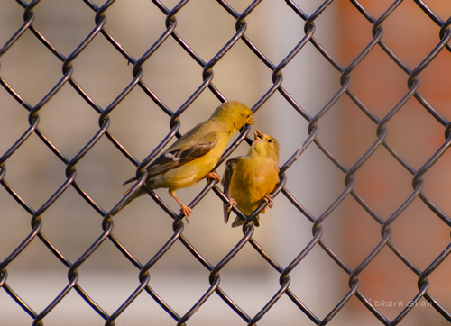 2 birds on a chain link fence