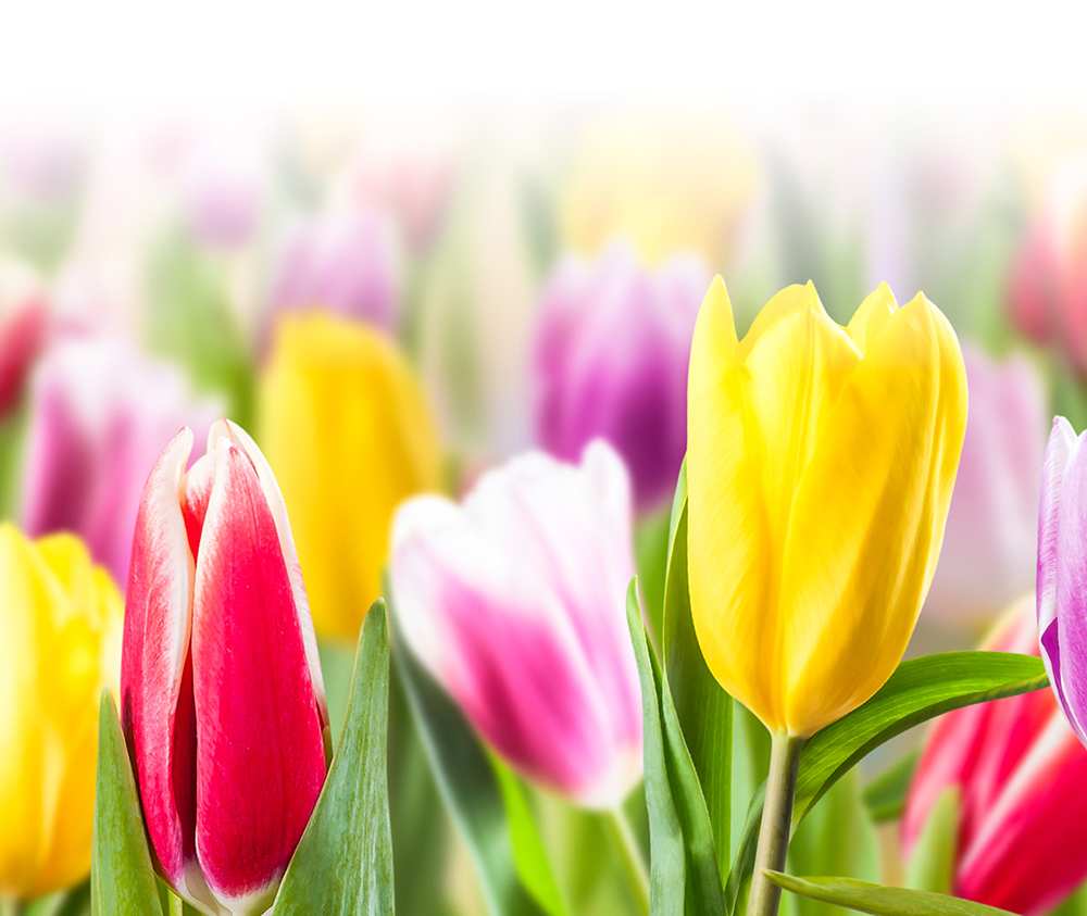 2023 Spring Tide Show