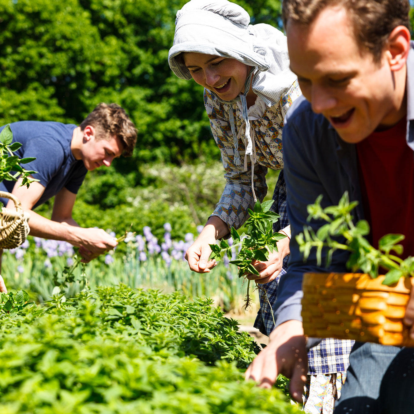 People picking herbs from the garden at Dundurn Natural Historic Site