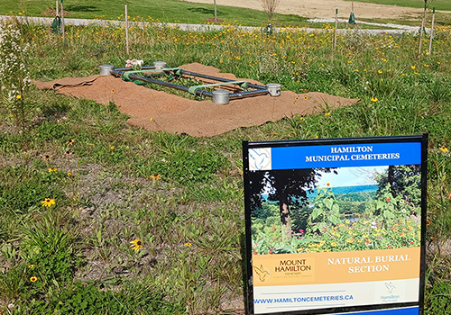 Funeral setup for burial in native garden with tall grasses