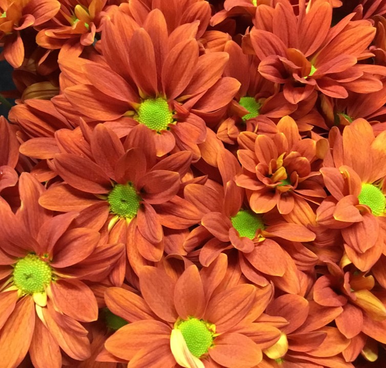 Fall Garden & Mums Show