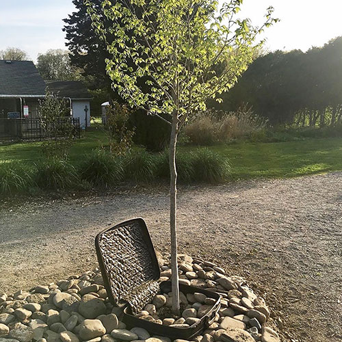 Belonging - Bronze suitcase on ground with tree growing out of it.