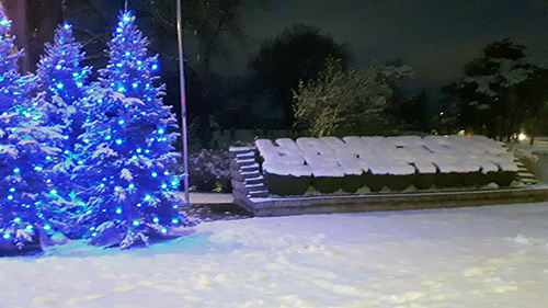 blue lit snow covered pine trees