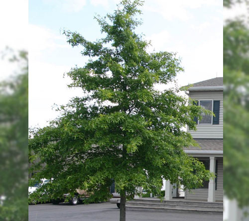Full, leafy Chinquapin Oak tree standing in front of a white house