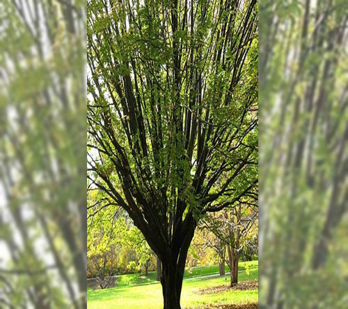 Very tall blue beech tree with lots of green leaves