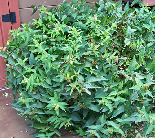 Very full and green Honeysuckle bush