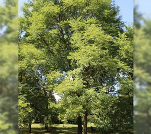 Large, full Kentucky Coffee tree 