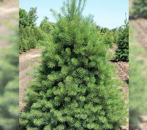 Full eastern white pine standing amongst other white pine trees