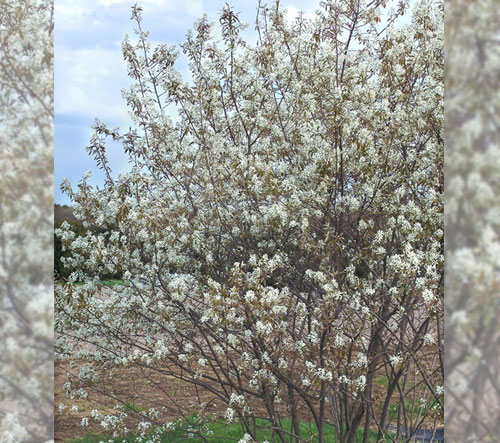 Service berry tree in bloom with lots of small white flowers all over the branches