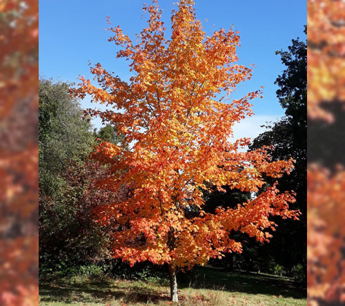 Sugar maple tree in the fall with red leaves