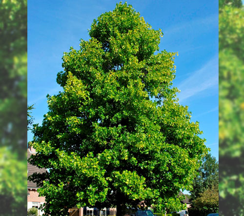 Large, full Tulip tree