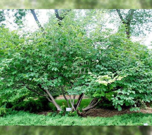 Large, full witch hazel bush