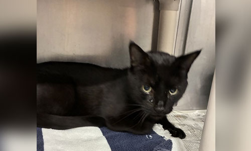 Shorthaired senior black cat