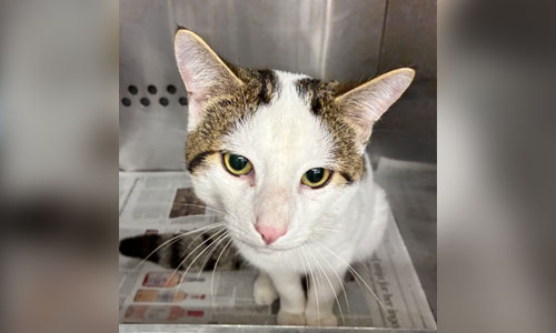 Adult short haired white/brown tabby cat