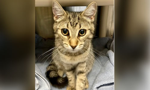 Young shorthaired brown tabby cat
