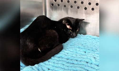 Young shorthaired black cat lying on a blue blanket
